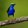 Kvetomil modry - Cyanerpes cyaneus - Red-legged Honeycreeper 9376